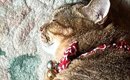 『レイアウト考えて寝てるのかな』→玄関マットの上にいる猫を見たら……