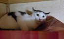 実家に預けた猫→４日後に迎えにいった結果…飼い主を見たときの『思わ…