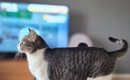 飼い主さんをお見送りする猫→『足元』を見てみると…思わず笑っちゃう…