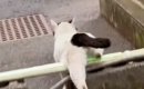 外で生活していた『ひとりぼっちの猫』が保護された結果→半年が経つと…