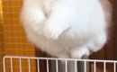 飼い主のもとに行きたくて『柵を飛び越えたネコ』→顔をよく見ると…尊…