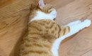 「お茶吹いたｗ」猫に小さめのダンボールをあげたら…『まさかの光景』…