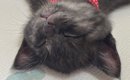 子猫を飼うことに最後まで反対していたパパ→そばに子猫がやってくると…