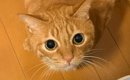くつろいでいた茶トラ猫の後ろ足を見たら…人間みたいな『まさかのポー…