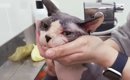 毛がない猫『スフィンクス』をシャンプーしたら、『お湯の色』が……驚…