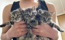 3匹の保護子猫→2匹だけお家が決まったと思ったら…"予想外の展開&…