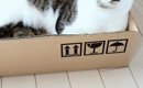 ネコに『新しいダンボール箱』あげたら、『表情』が変わって…可愛すぎ…