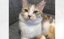 ソファに座っている猫の『おてて』を見てみたら……あまりにも尊い『ま…
