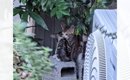 支えあって生きていた『ドロドロに汚れた2匹の子猫』が保護された現在…