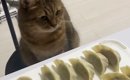 餃子を作り始めると、ネコが近くの椅子に座って…じっと見守る『可愛す…