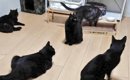 9匹の黒猫をブラッシング→抜け毛を集めると…完成した『まさかのモノ』…