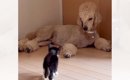 『家の前で倒れていた子猫』を保護して6日目…優しい大型犬がとった行…