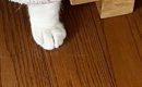 少し前まで寝ていた猫が『ごはんを食べている』と思ったら…飼い主驚愕…