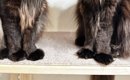長い毛が特徴的な『２匹の猫』→棚の上に並んだ結果…あまりにも『神々…