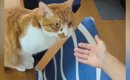 大好きなママが『抱っこ』と言ったら…甘え上手な猫が見せた『可愛すぎ…