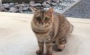 突然玄関先に現れた猫→毎日のように『入れて』と家に来るようになって…