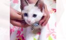 青い目が美しい『生後1ヶ月半の子猫』→約3年が経過すると…成長ビフォ…
