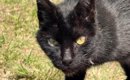 往復4時間もかかる山の頂上に『遺棄された黒猫』→探しに行った結果…予…