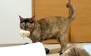 ベランダへ洗濯物を干しにいくと、元野良猫が大声で鳴きだして…切なす…