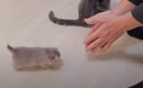 赤ちゃん猫たちを『褒めまくった』結果…可愛すぎる行動をとる姿に悶絶…