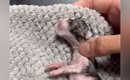 庭で発見した『心肺停止状態の子猫』を保護→奇跡の復活から４年…『現…