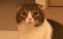 不服そうにしていた猫→『どうしたの？』と聞いてみた結果…まさかの『…