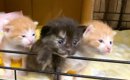 ケージを開けてもらった赤ちゃん猫たち→初めての『リビング』で…尊す…