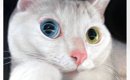 オッドアイがきれいな白猫ちゃん→よ～く見てみると……思わず声がでる『…