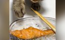 鮭をバレないように取ろうとする猫→『顔』を見てみると…まさかの光景…