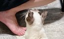 元野良猫が『犬といっしょに生活』し始めて1か月→『ごはんの時間』に…