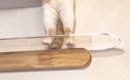 『キャットウォークにいる猫』を見ると、２本足で…『神々しい瞬間』に…