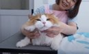 超美形の長毛猫をプロがカットした結果…あまりにも可愛い『仕上がり』…