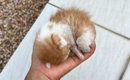 手のひらに収まるほど小さかった子猫→家族になり『約1年』が経過した…
