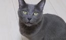 『大好きな娘が起きない』とママに助けを求める猫→ついて行ってみると…