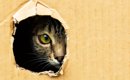 猫が飼い主に『見られたくない』と感じている瞬間4選　配慮してあげた…