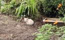 公園の花壇で『泥まみれで鳴き続ける子猫』を緊急保護…11ヶ月後の『見…