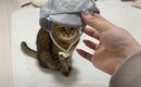 丸顔の猫に『小さな帽子』をかぶせてみたら…あまりにも想定外な『まさ…