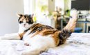猫が『しっぽを振っている』ときに考えられる心理8つ　振り方別の意味…