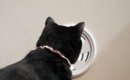換気口を『真剣に見つめていた猫』→気になった飼い主が覗いてみると『…