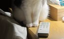 動物病院から帰ってきた猫→『暗い室内』で……まさかの瞬間に「めちゃめ…