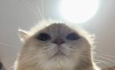 猫のご飯の時間に『寝たフリ』をしたら…笑撃の『ごはんと言いながらキ…