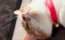 猫が仰向けで寝ていたら『8歳の子ども』が……お腹を見ると→笑ってしま…
