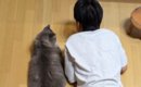 男の子のとなりで一緒にくつろぐ『大型猫』…思わず抱きつきたくなる『…