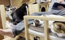 猫部屋で寝る息子を歓迎する猫たち→娘が寝にきた結果…『まさかの展開…