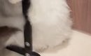 猫のお尻を洗ったあとに『ドライヤー』で乾かそうとしたら…予想外の『…