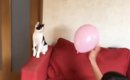 子どもたちが風船を猫にパスすると…まるで部活動のような『微笑ましす…