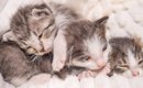 瀕死の状態で『庭にいた子猫たち』→保護から約３年が経過すると…劇的…