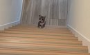 飼い主さんのことが大好きな子猫→階段の上から名前を呼ばれると…尊す…