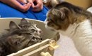 お寺に捨てられた『2匹の子猫』を保護→育児上手なママ猫に託してみた…