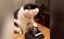 夜におやつが欲しくなった猫→ベルを『チーン』と鳴らして…かわいすぎ…
